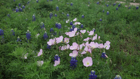 蓝邦花花和长春花视频