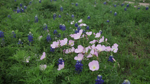 蓝盆花和长春花18秒视频