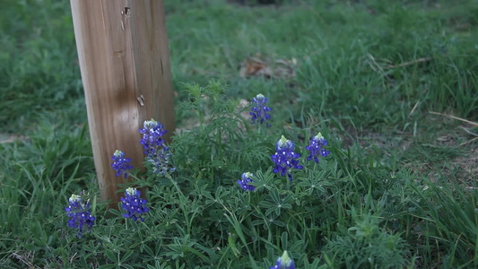 蓝色的花朵环绕着栅栏柱视频