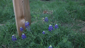 蓝色的花朵环绕着栅栏柱22秒视频