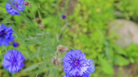 夏季花园中的蓝色花朵和紫色视频