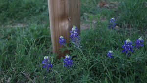 蓝蓬花花和栅栏柱17秒视频