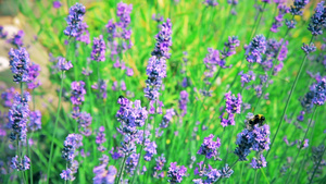 夏季花园中的蓝色花朵和紫色28秒视频