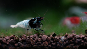 在水生土壤中寻找食物的蓝螺栓侏儒虾14秒视频