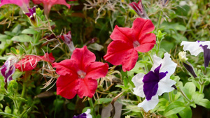 花园里的三色堇花野生中提琴开花植物8秒视频
