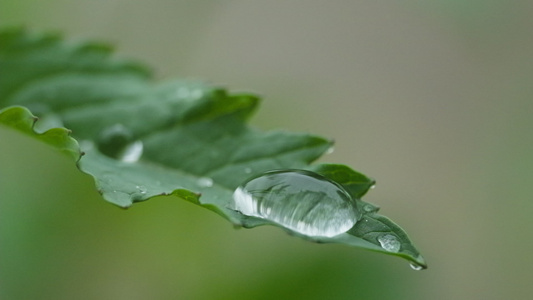 森林树木树叶植物视频