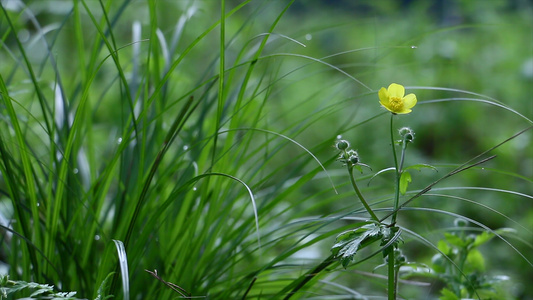 实拍向阳花与风信子视频