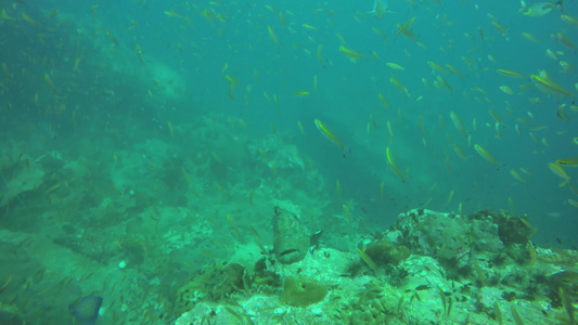 海洋水肺潜水水下热带珊瑚礁海景在海洋水生珊瑚生态系统视频