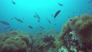 海洋水肺潜水水下热带珊瑚礁海景在海洋水生珊瑚生态系统9秒视频