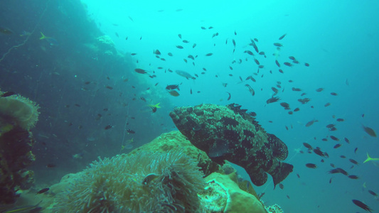 海洋水肺潜水水下热带珊瑚礁海景在海洋水生珊瑚生态系统视频