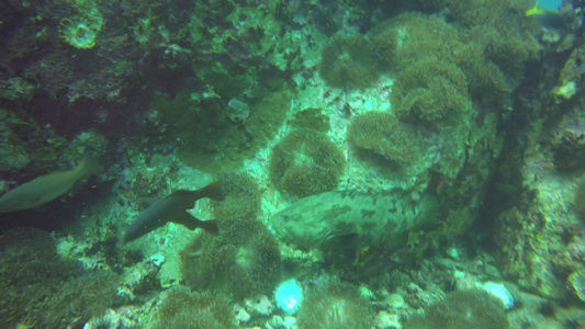 海洋水肺潜水水下热带珊瑚礁海景在海洋水生珊瑚生态系统视频