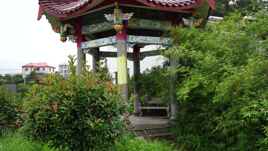 雨水下的植物 雨后风景 视频