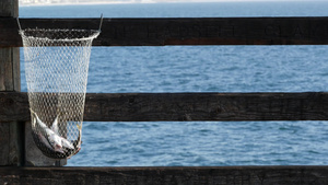 在美国加利福尼亚州码头上垂钓的咸水海洋海洋渔获网篮14秒视频