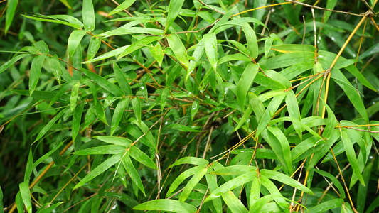 雨水下的植物 雨后风景 视频