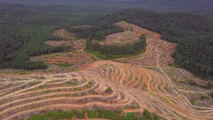 清理油棕榈种植园以便在喀达重新种植16秒视频