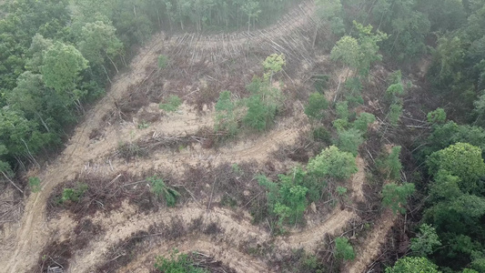 Malaysia地区森林的破坏视频