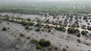 在旱雾日与一些死树一起飞越湿地上空的空中飞行10秒视频