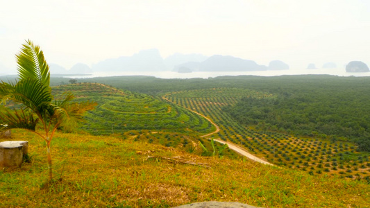 种植油棕榈树的种植园见于以上热带地貌视频