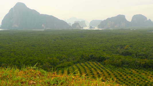 种植油棕榈树的种植园见于以上热带地貌视频