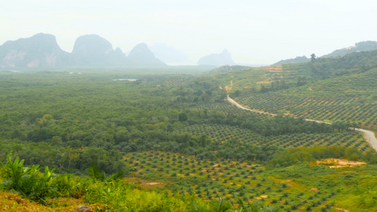 种植油棕榈树的种植园见于以上热带地貌视频