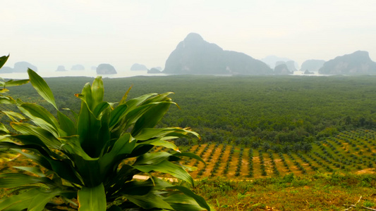 种植油棕榈树的种植园见于以上热带地貌视频