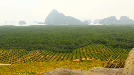 种植油棕榈树的种植园见于以上热带地貌视频