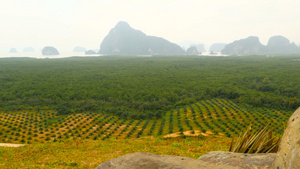 种植油棕榈树的热带地貌28秒视频