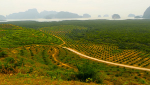 种植油棕榈树的种植园见于以上热带地貌28秒视频