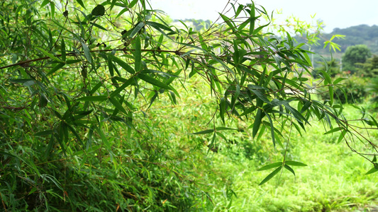 雨水下的植物 雨后风景 视频