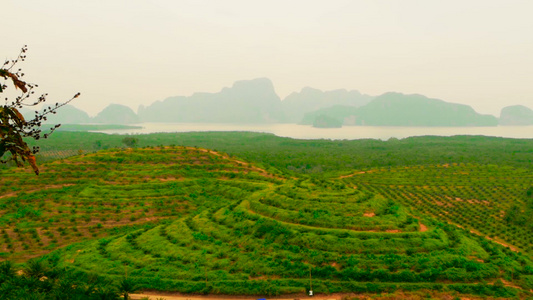 种植油棕榈树的种植园见于以上热带地貌视频