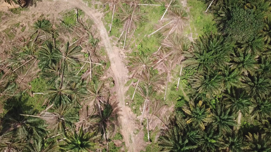 Malaysia的油棕榈种植园土地清理活动视频