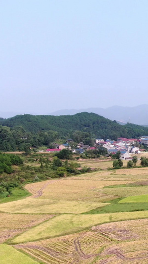 航拍秋收稻田庄家，田地，农田，20秒视频