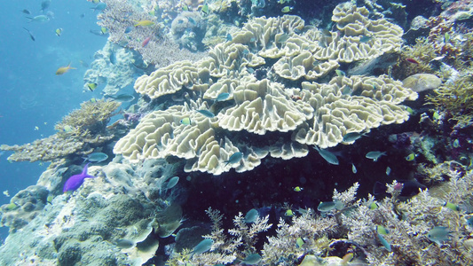 水下珊瑚礁和热带鱼类莱特菲利平鱼视频