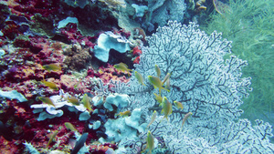 水下珊瑚礁和热带鱼类莱特菲利平鱼19秒视频