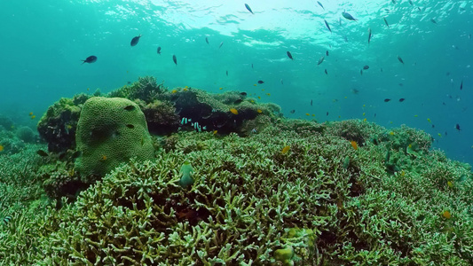 珊瑚礁场景热带水下海鱼硬珊瑚和软珊瑚水下景观视频