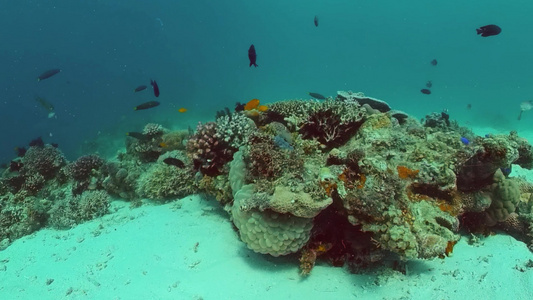 珊瑚礁场景热带水下海鱼硬珊瑚和软珊瑚水下景观视频