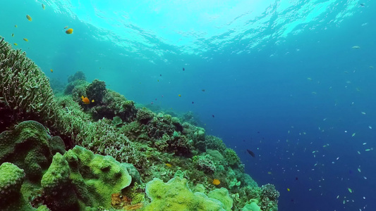 珊瑚礁场景热带水下海鱼硬珊瑚和软珊瑚水下景观视频