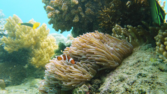 海葵和小丑鱼视频