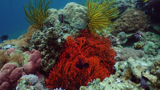 珊瑚礁和水下鱼类视频
