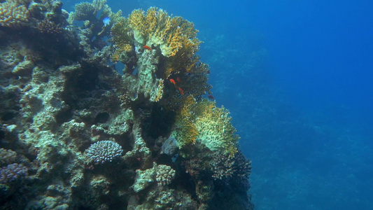 水下世界和珊瑚礁居民视频