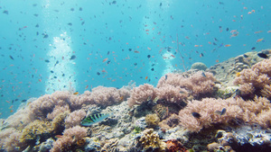 珊瑚礁和热带鱼类莱特菲利平鱼17秒视频