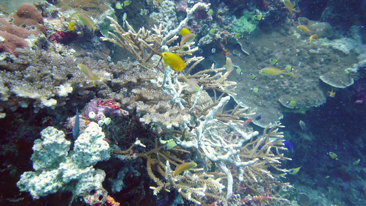 珊瑚礁和热带鱼类莱特菲利平鱼视频