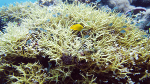 珊瑚礁和热带鱼类13秒视频