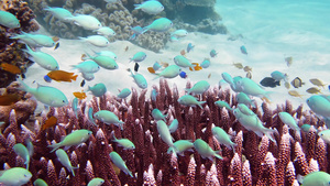 珊瑚礁和热带鱼类莱特菲利平鱼8秒视频