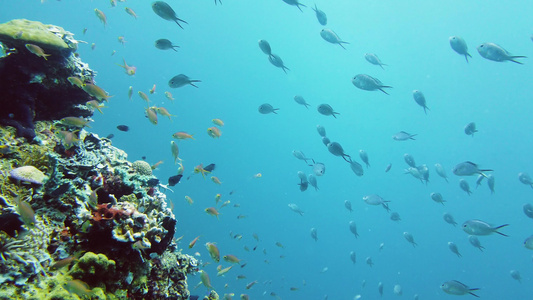 水下珊瑚礁和热带鱼类莱特菲利平鱼视频