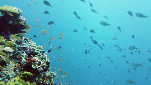 水下珊瑚礁和热带鱼类莱特菲利平鱼12秒视频