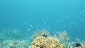 珊瑚礁和热带鱼类莱特菲利平鱼13秒视频
