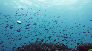 珊瑚礁和热带鱼类20秒视频