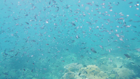 珊瑚礁和热带鱼类莱特菲利平鱼视频