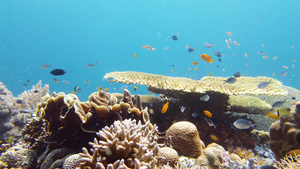 珊瑚礁与鱼在水下莱特菲利平斯14秒视频